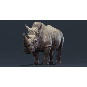 3D Rhino (Rigged)